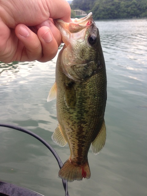 立川店の釣り情報｜つり具の上州屋 - あなたのフィッシング