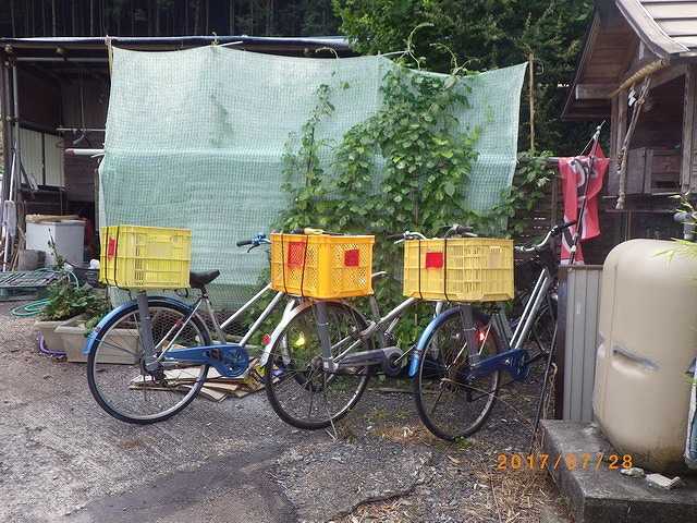 おじいちゃん作の庄内竿 No10 むつかしい