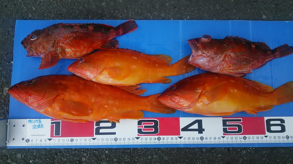 沼津店の釣り情報 つり具の上州屋 あなたのフィッシング アウトドアライフをサポート