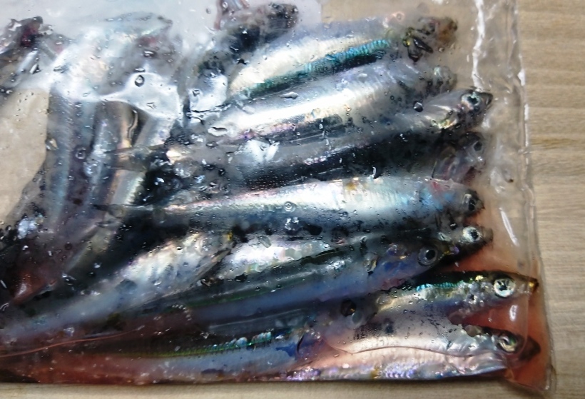 横浜の本牧海釣り施設でアジを釣るなら ...