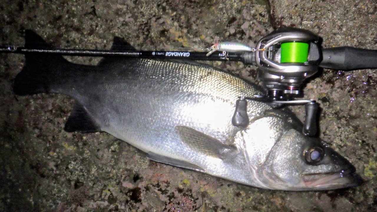 評価 APIA グランデージ ライト C76 sushitai.com.mx