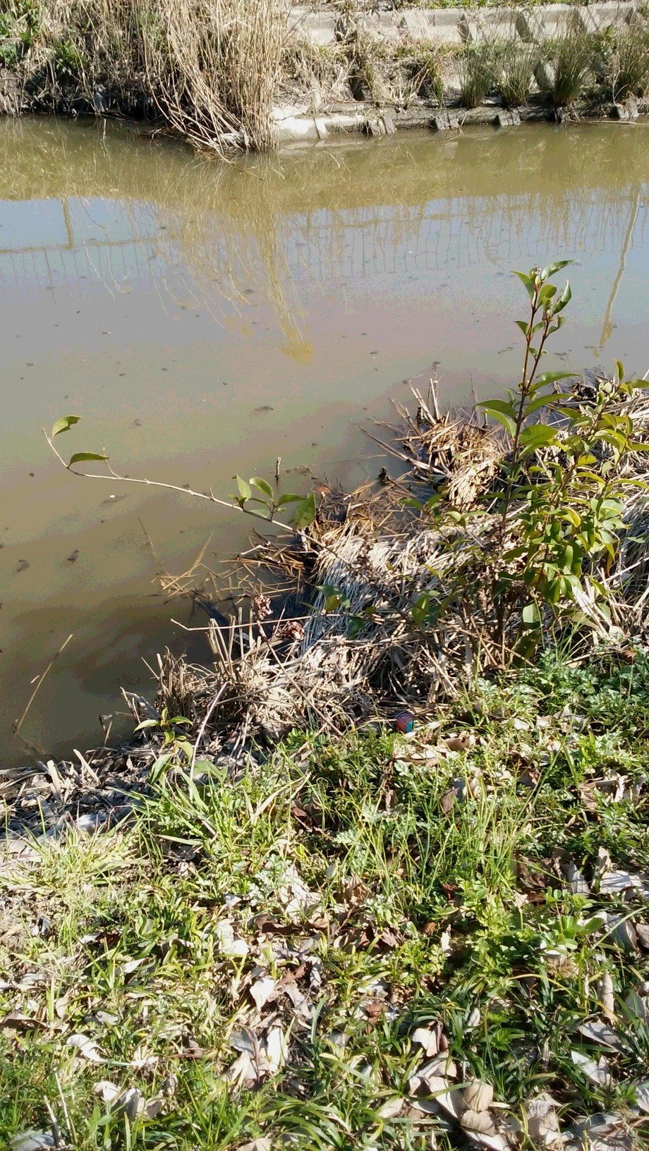 三郷店の釣り情報｜つり具の上州屋 あなたのフィッシング＆アウトドアライフをサポート