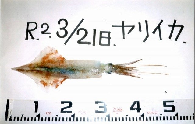 新敦賀店の釣り情報 つり具の上州屋 あなたのフィッシング アウトドアライフをサポート