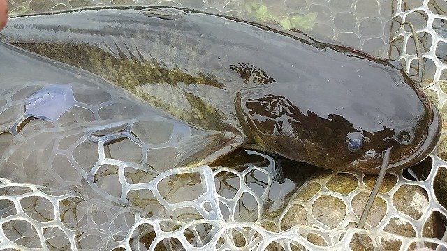 足利店の釣り情報｜つり具の上州屋 - あなたのフィッシング