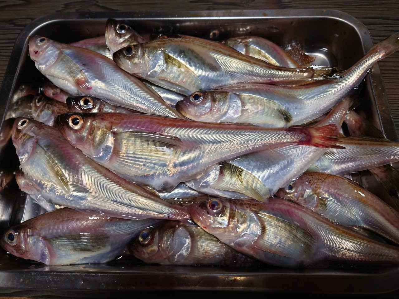 釣り 2019 ハタハタ