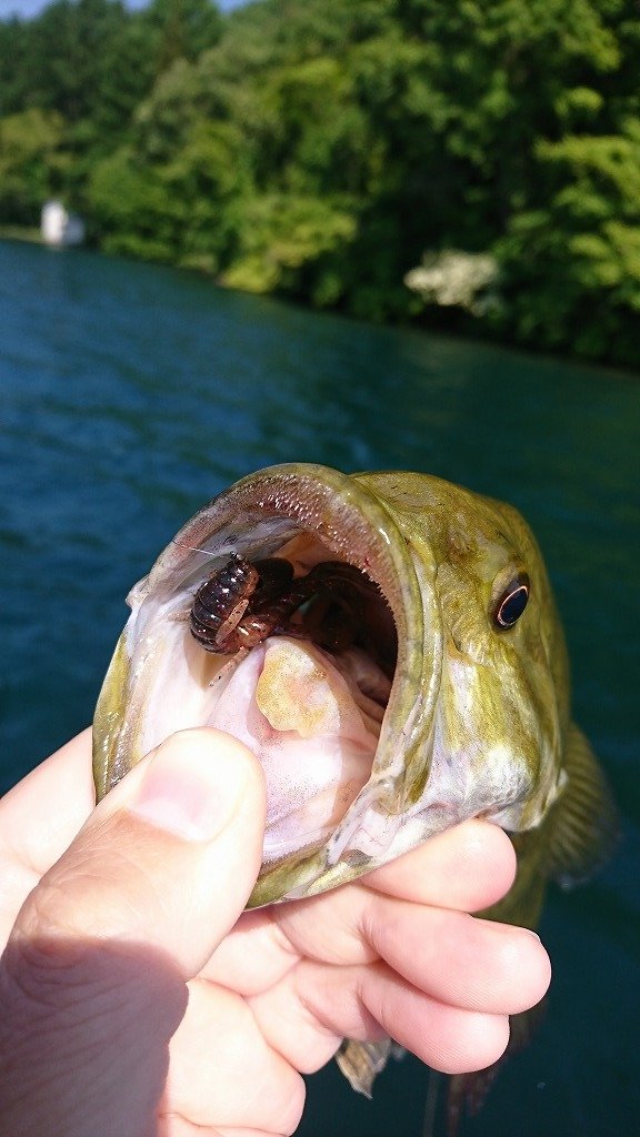 上州屋釣り情報｜つり具の上州屋 - あなたのフィッシング