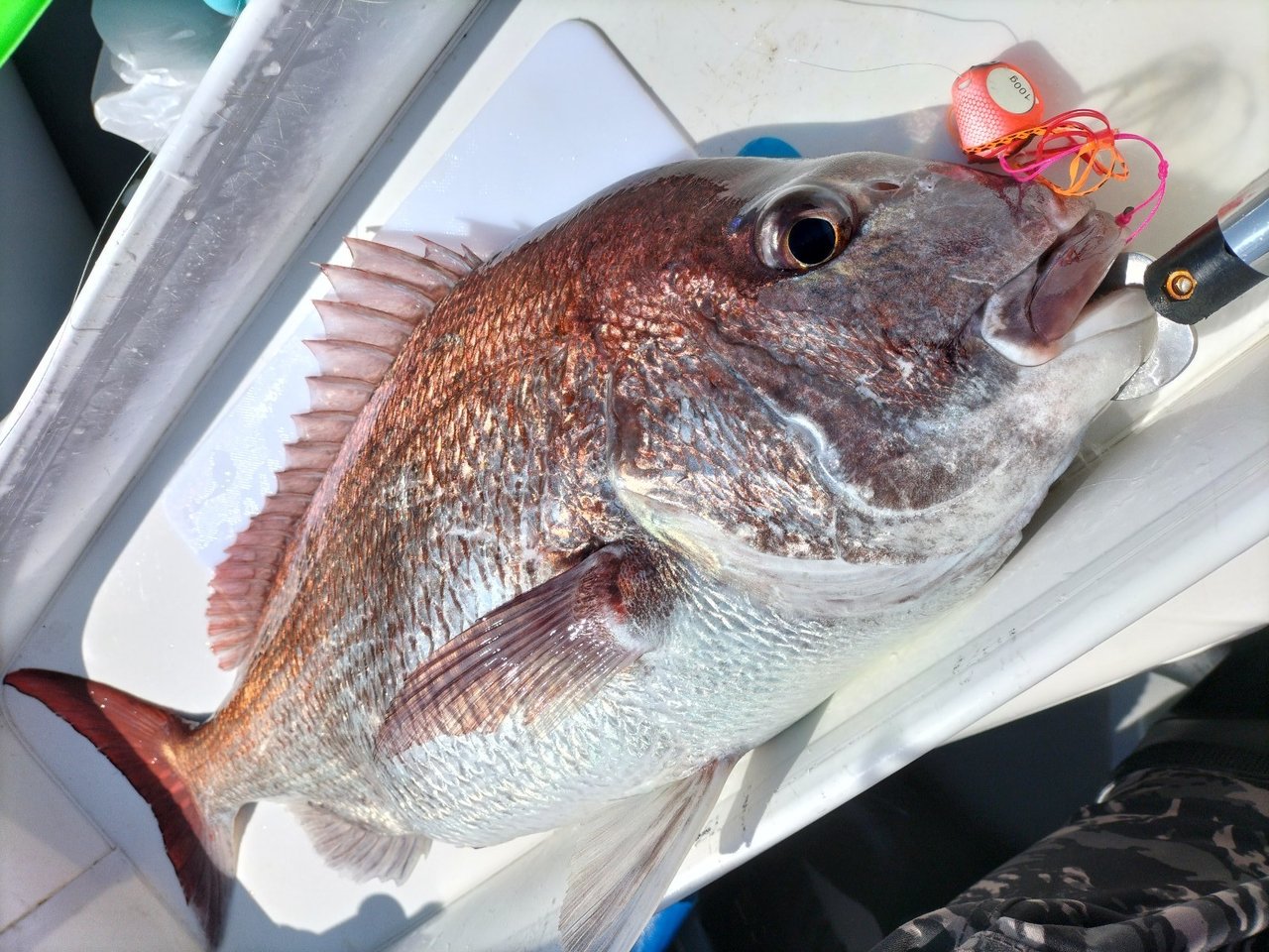 青森店の釣り情報｜つり具の上州屋 あなたのフィッシング＆アウトドアライフをサポート