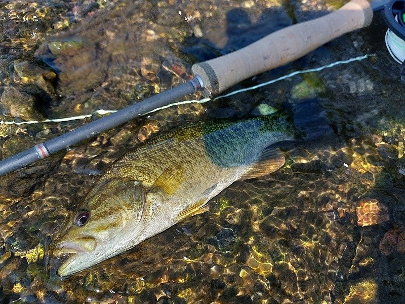 ウッサS デスメロン キャンベル春日部オリカラ まとめ売り