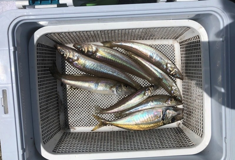 青森店の釣り情報｜つり具の上州屋 あなたのフィッシング＆アウトドアライフをサポート