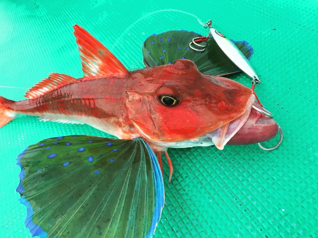 ホウボウ 約30cm 【公式通販】