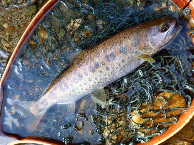 超レア！ローカル 魚ブラー オリカラ？？ （上州屋釣り情報｜つり具の 