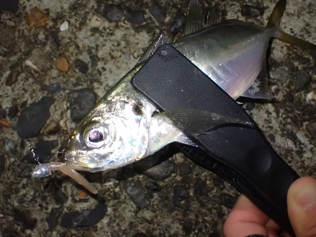 いいスタイル Shurapen65 釣果報告用 ルアー用品 - thejuicyseafoodusa.com