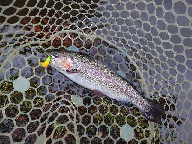 いいスタイル Shurapen65 釣果報告用 ルアー用品 - thejuicyseafoodusa.com