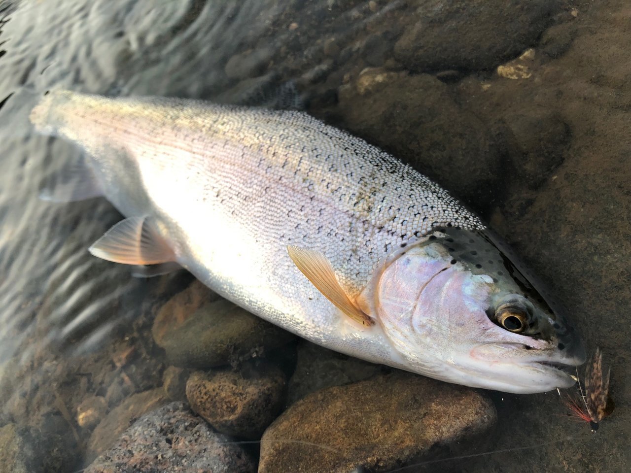 柏木流 てんから 6尺 テンカラ 柏木流テンカラ