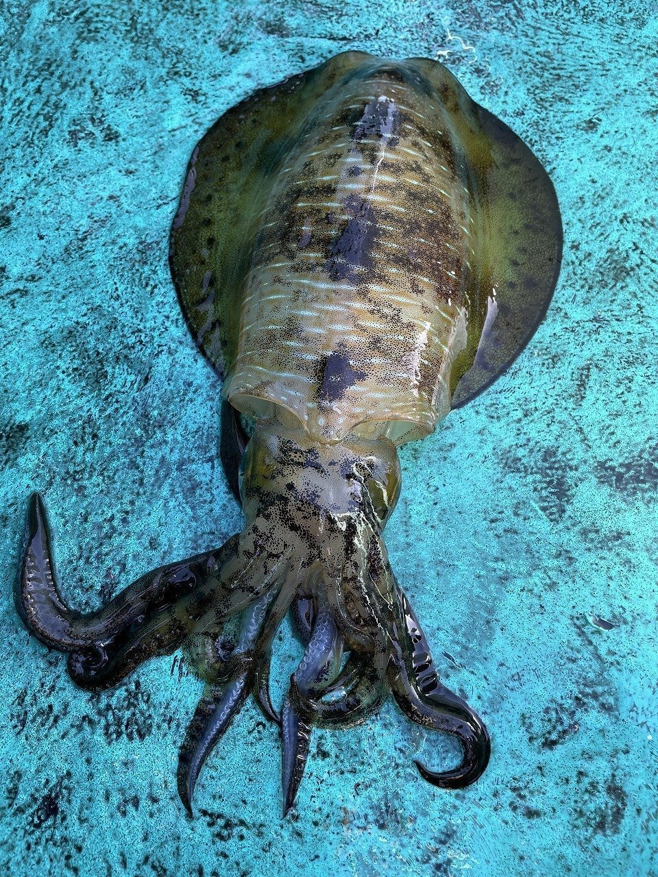 (45ｰ100)||pimpandhost imagesize:960x1280 08( 