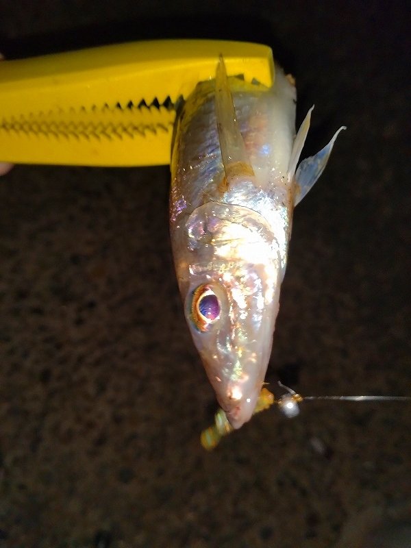 横浜南部市場店(南部市場駅前店)の釣り情報|つり具の上州屋 あなたのフィッシング&アウトドアライフをサポート