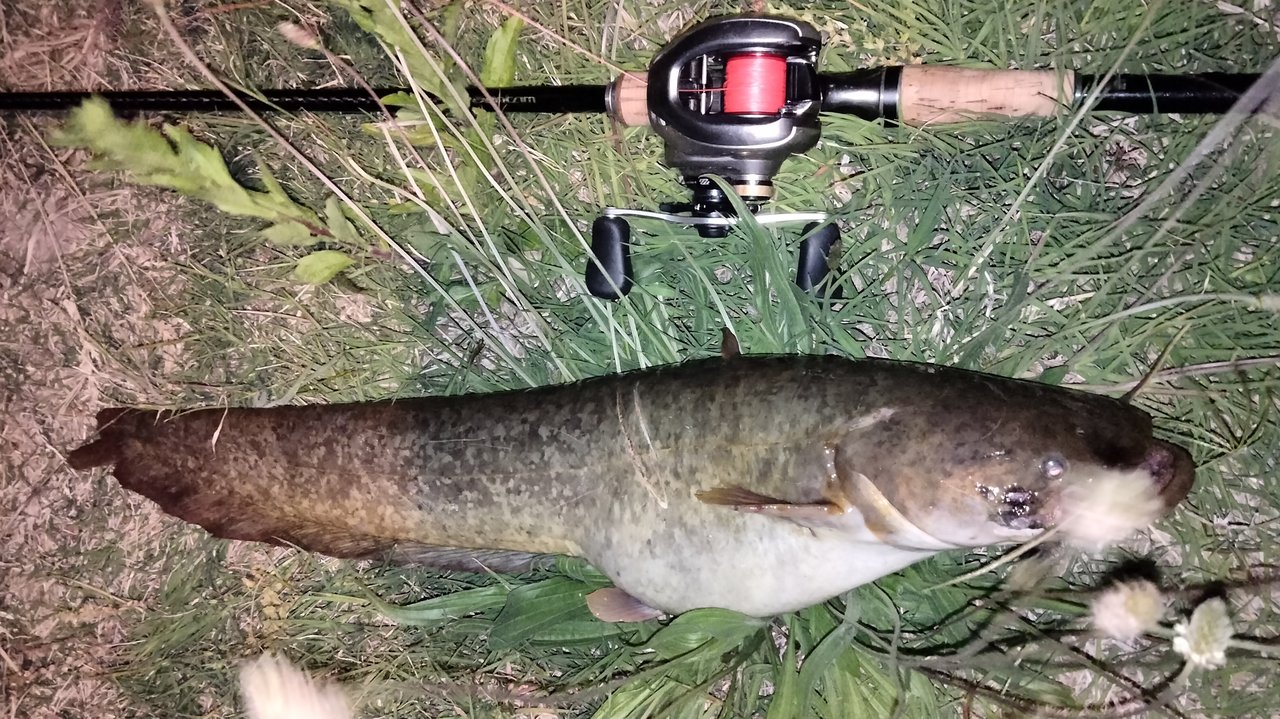 シマノバンタム170H バス釣りナマズにも