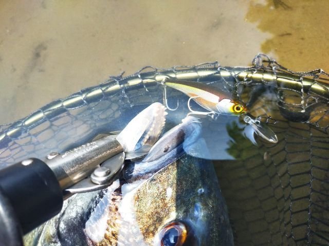 シーバス、一部バス39個※メタルジグは数に入れてません。