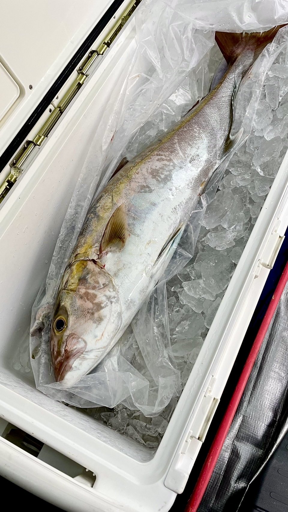 まぁゆ様 確認専用ページ 上州屋釣り情報｜つり具の上州