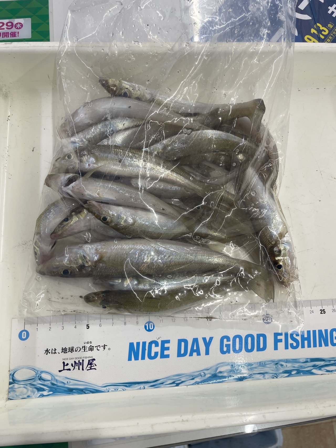 がま磯アオリイカ50-H 991_1.jpg?20050106130808