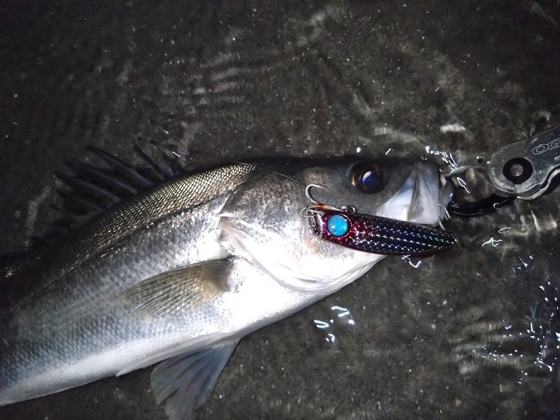 ま*君様 シーバス、サーフルアーまとめ売り 【公式通販】