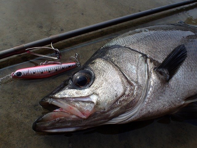 東大和店の釣り情報｜つり具の上州屋 - あなたのフィッシング