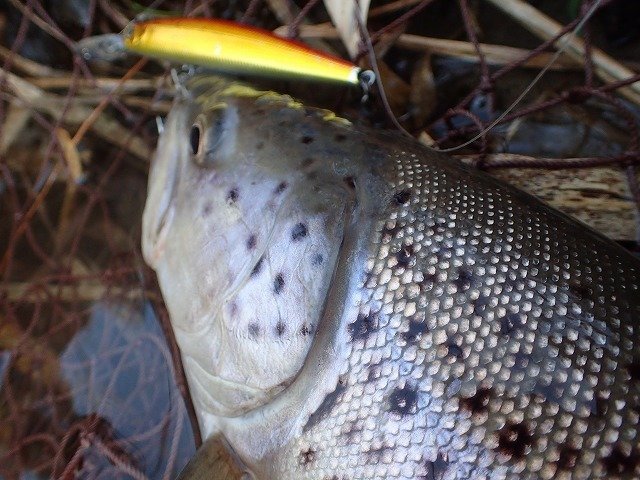 シーバス(鱸)木彫り　体長77cm 85cm筆頭に良型連発！米代川ぱねぇ！ 神回確定かと思いきや