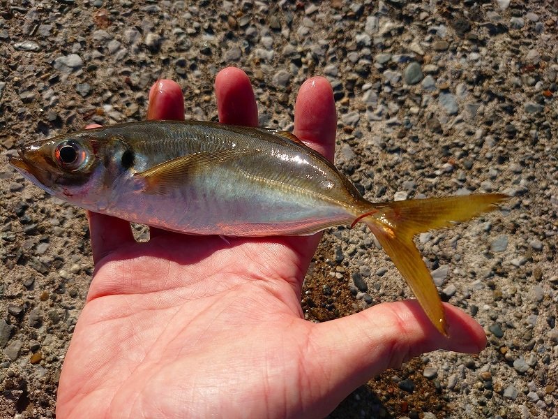 波釣り Yokohama City, Kanagawa Prefecture] Survey of hairtail fish