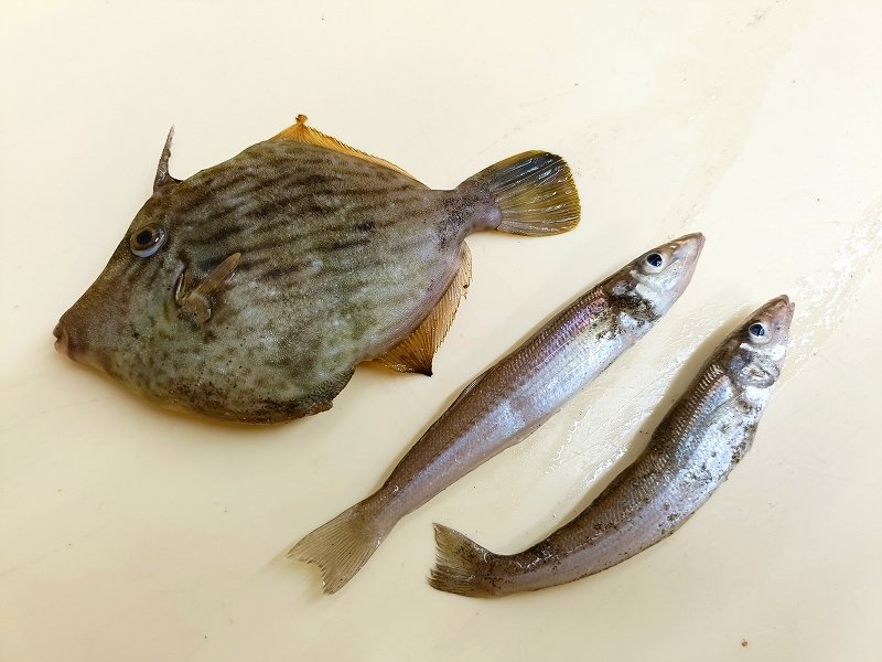 波釣り Yokohama City, Kanagawa Prefecture] Survey of hairtail fish