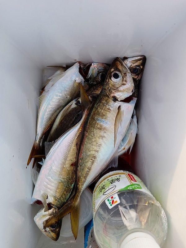 横須賀中央店の釣り情報｜つり具の上州屋 - あなたの