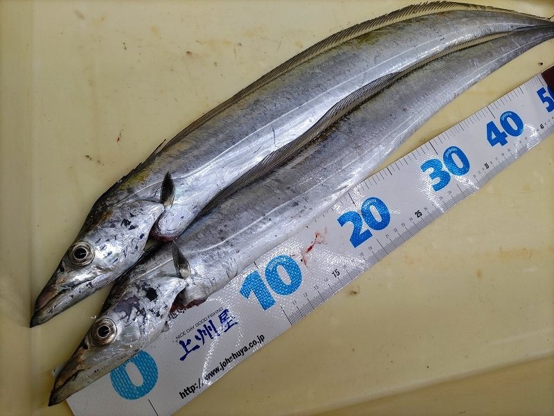 横須賀中央店の釣り情報｜つり具の上州屋 - あなたの