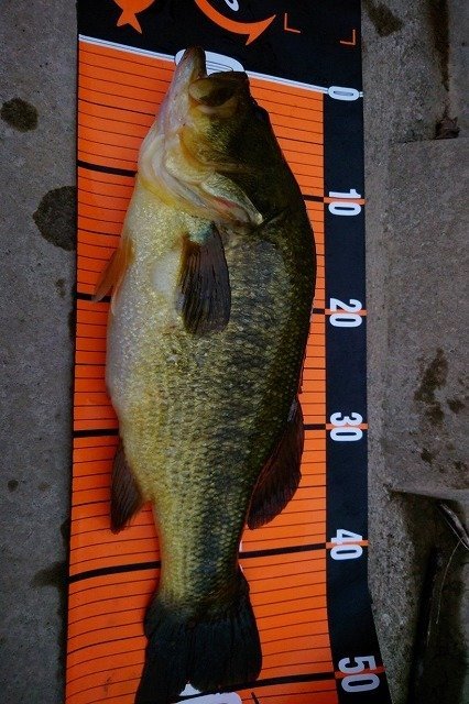 名取店の釣り情報｜つり具の上州屋 - あなたのフィッシング