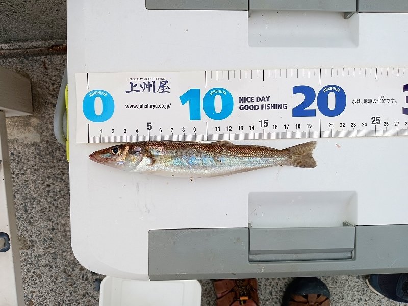 横須賀中央店の釣り情報｜つり具の上州屋 - あなたの