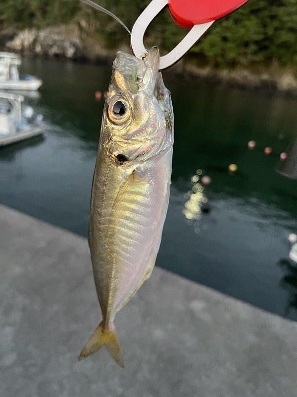 新仙台泉店の釣り情報｜つり具の上州屋 - あなたのフィッシング