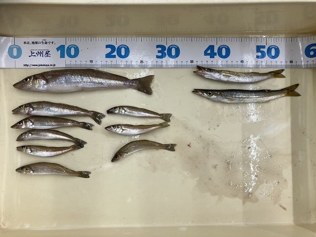 横須賀中央店の釣り情報｜つり具の上州屋 - あなたの
