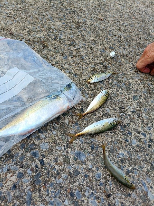 横須賀中央店の釣り情報｜つり具の上州屋 - あなたの