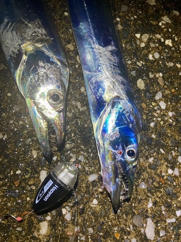 横須賀中央店の釣り情報｜つり具の上州屋 - あなたの