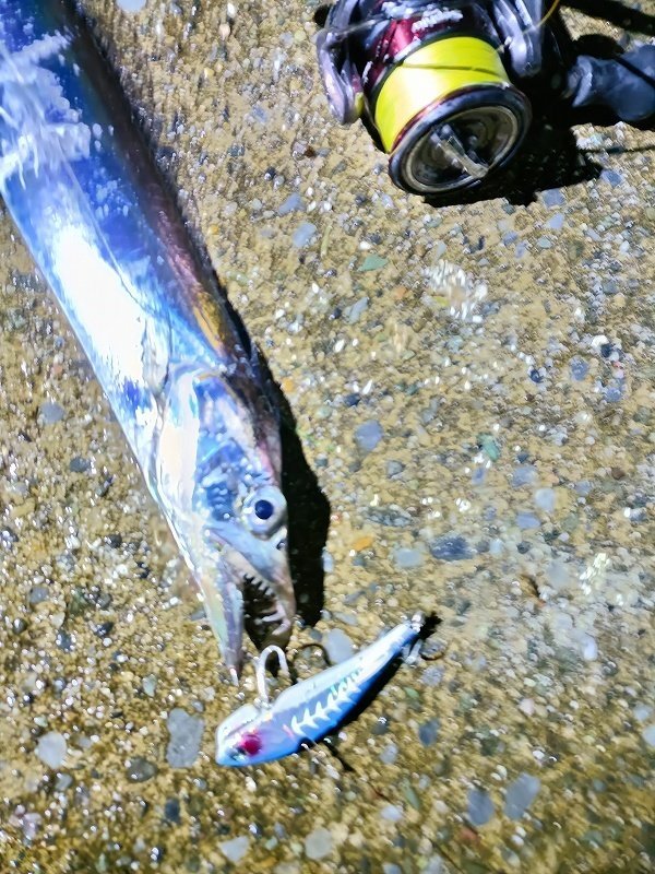 横須賀中央店の釣り情報｜つり具の上州屋 - あなたの