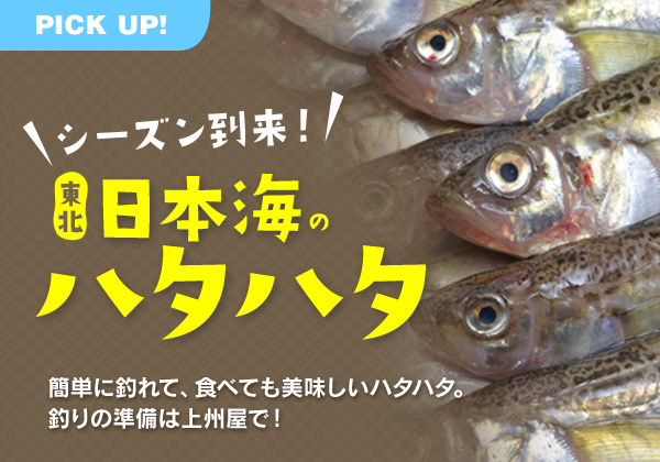 ハタハタ 釣り 2019