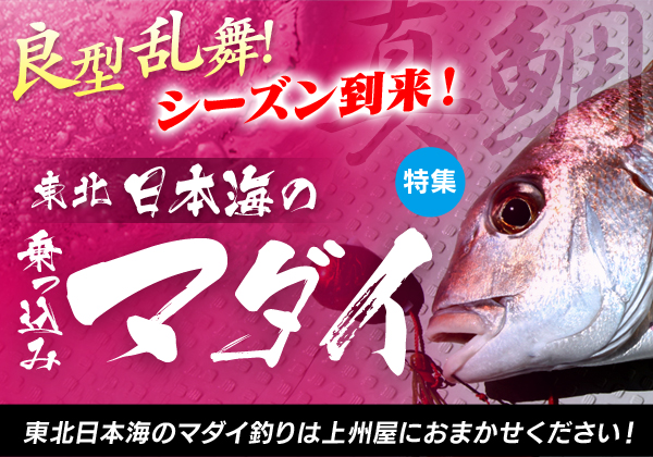 乗っ込みシーズン到来 東北日本海のルアーマダイ 鯛ラバ ジグで良型乱舞 上州屋ニュース つり具の上州屋 あなたのフィッシング アウトドアライフをサポート