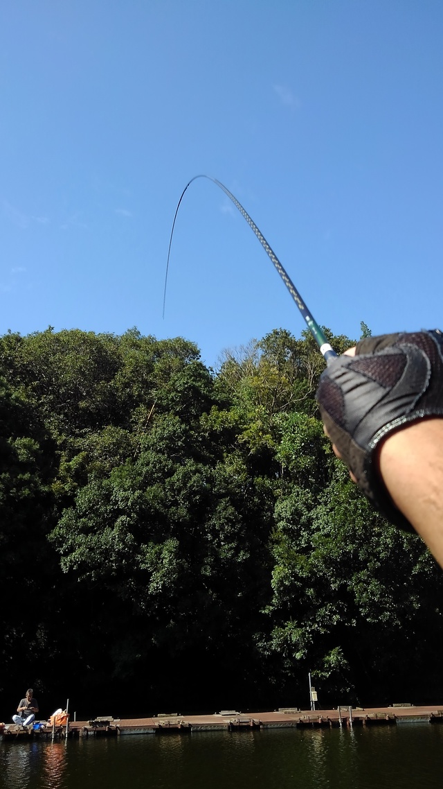 シマノ 柳10.5尺3番だけ シマノ 柳10.5尺3番だけ 楽天市場】シマノ 飛天弓 柳 10.5尺