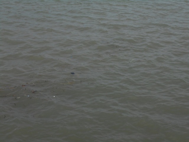 岸際からゴミがかなり浮遊しています。