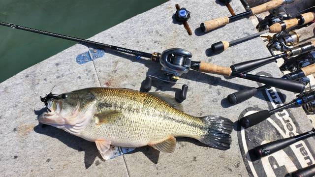 バス釣り 夏の槻川実釣レポート】埼玉・嵐山渓谷で渓流バスフィッシング！