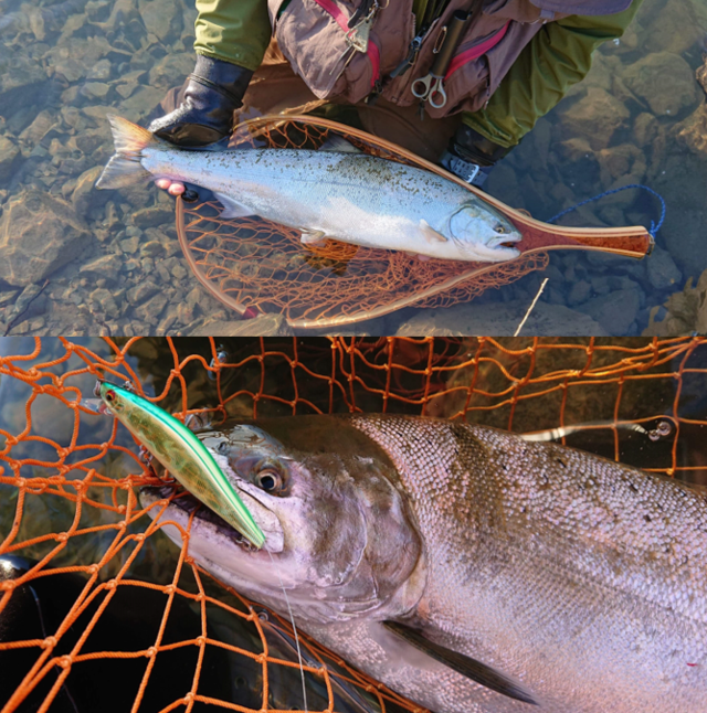 サクラマス釣り引退セット① サクラマス アーカイブ - Fishman（フィッシュマン）