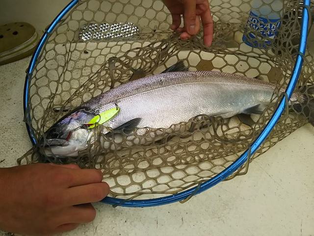 ビワマス　レイクトローリング　ドジャー　セット ビワマストローリングセット ドジャー シンカー 集魚板 ビワマス