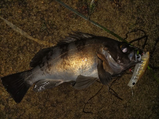 ホタルイカパターン モンキスの地元・富山ホタルイカパターン2022まとめ。 - Monster