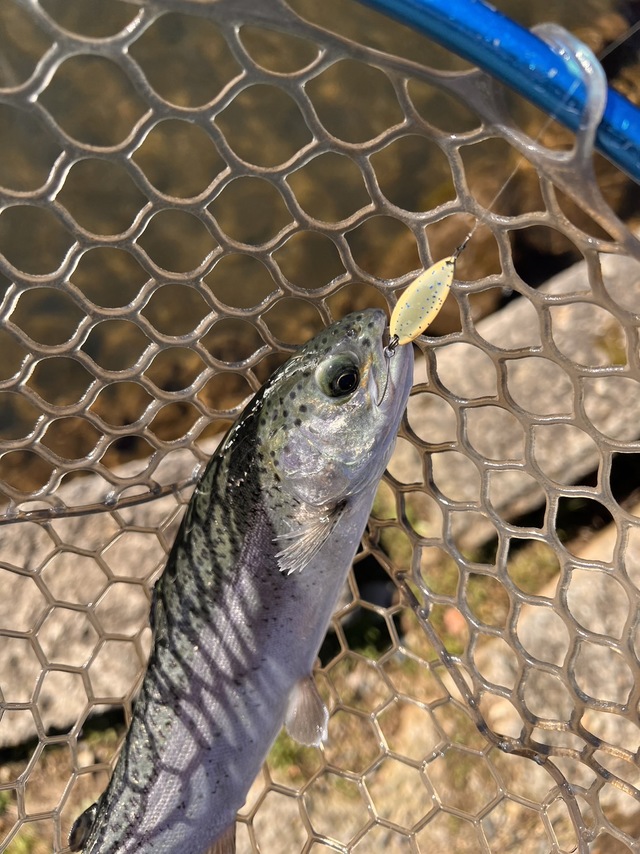 上州屋東大和オリカラ ロブルアーアイジェットコラボ スプーン9枚セット 上州屋東大和オリカラ ロブルアーアイジェットコラボ スプーン9