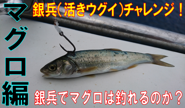 綺麗な イワシ 泳がせ マグロ