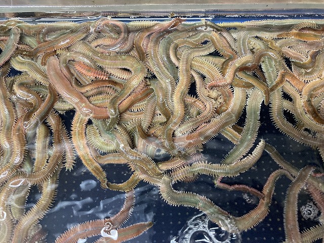 つり具の上州屋 - あなたのフィッシング＆アウトドアライフをサポート