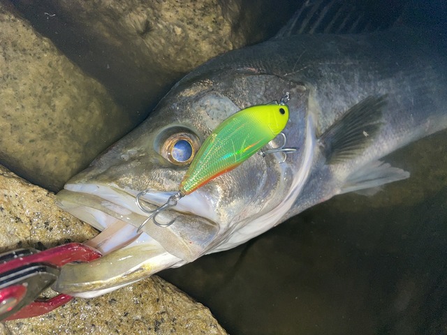 シャッド75FR Spark Kawasaki Ninja ZX-4RR 